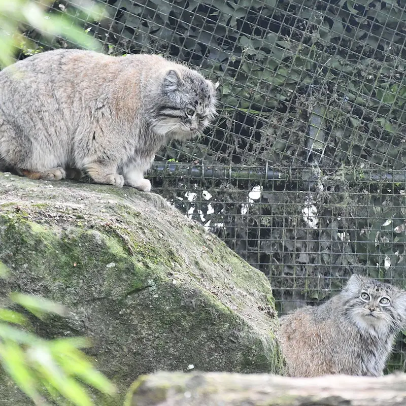 A photograph of Norbu and Poes in Rotterdam Zoo