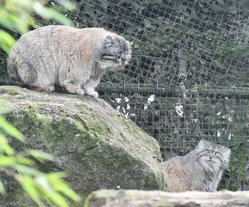 A photograph of Norbu and Poes in Rotterdam Zoo