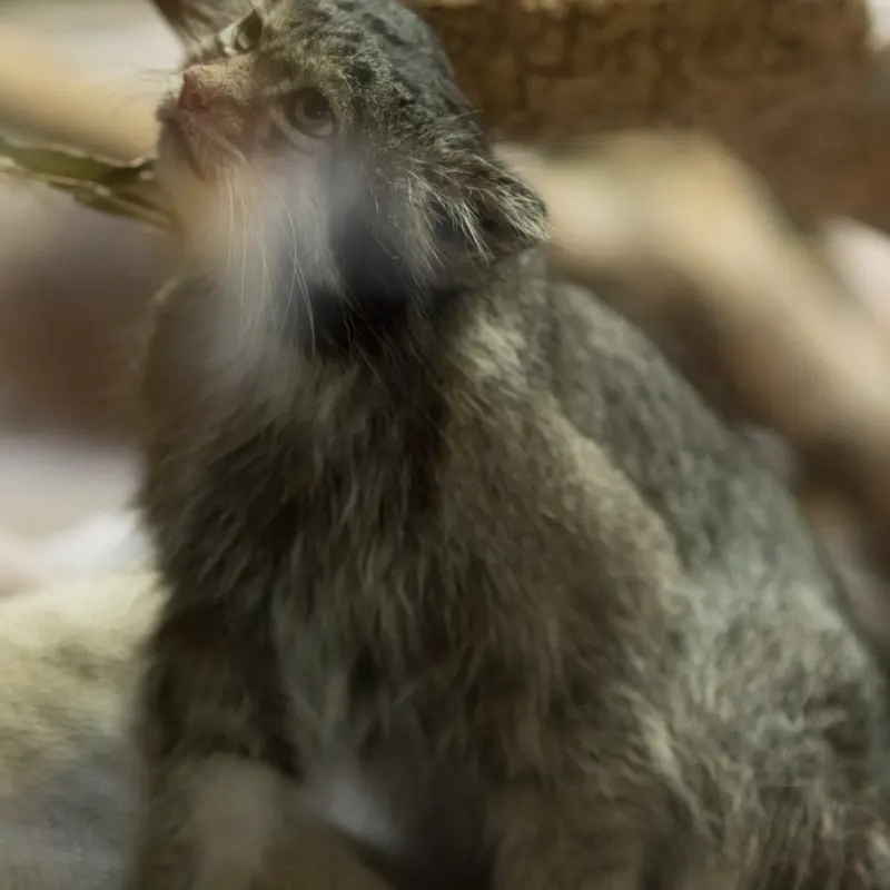 A photograph of Klyon in Ueno Zoological Gardens