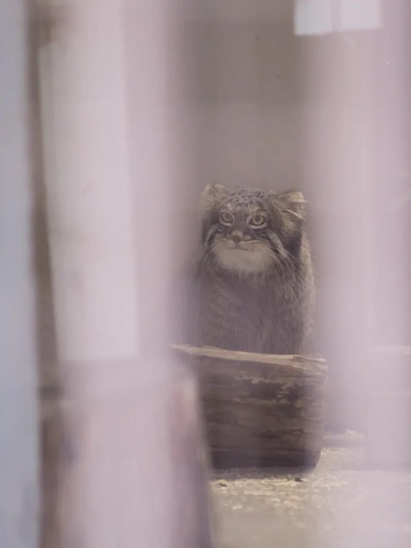 A photograph of Figa in Nogeyama Zoo