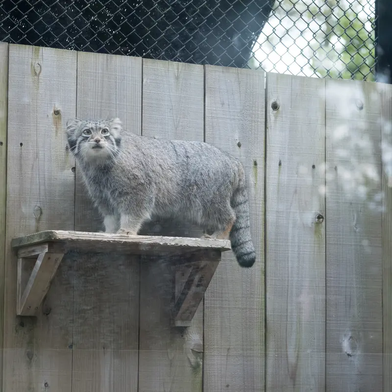 A photograph of Oto in Saitama Children's Zoo