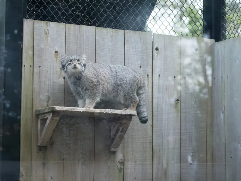 A photograph of Oto in Saitama Children's Zoo
