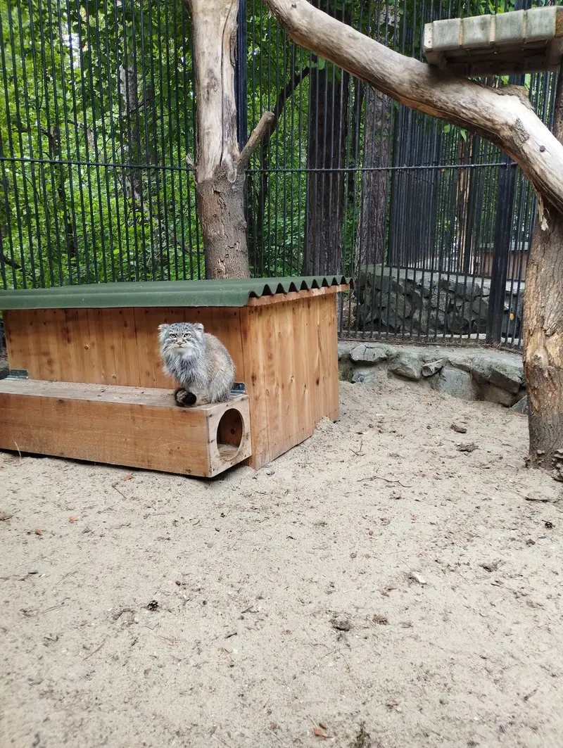 A photograph of a Pallas's cat in Novosibirsk Zoo