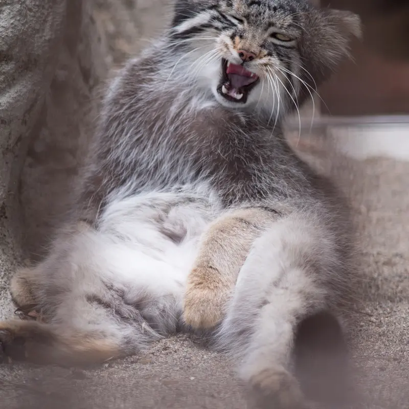 A photograph of Figa in Nogeyama Zoo