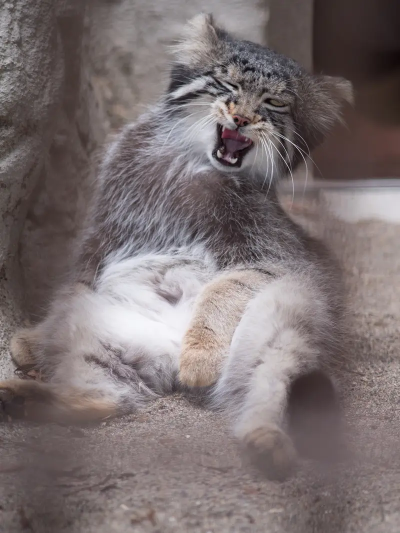 A photograph of Figa in Nogeyama Zoo
