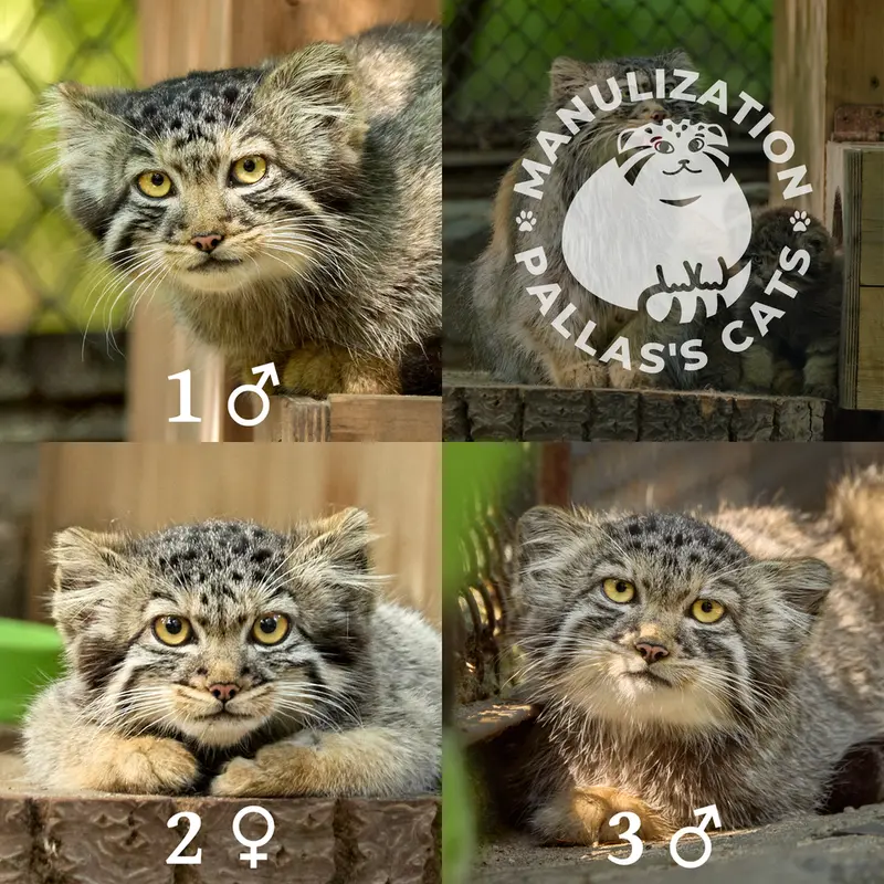 A photograph of Son of Adele b.2026 Ⅰ, Daughter of Adele b.2026 Ⅱ, and Son of Adele b.2026 Ⅲ in Novosibirsk Zoo