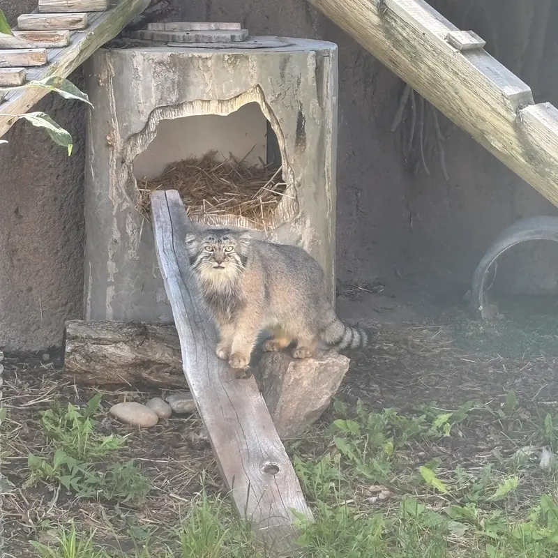 A photograph of Phyllaris in Utah's Hogle Zoo