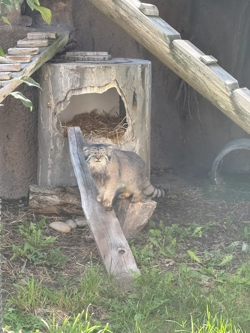 A photograph of Phyllaris in Utah's Hogle Zoo