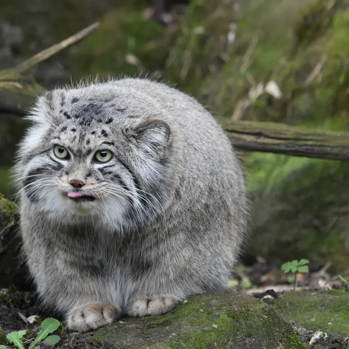 A photograph of Norbu in Rotterdam Zoo