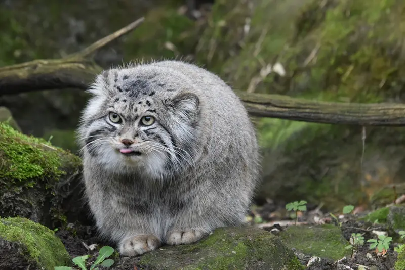 A photograph of a Pallas's cat in Rotterdam Zoo