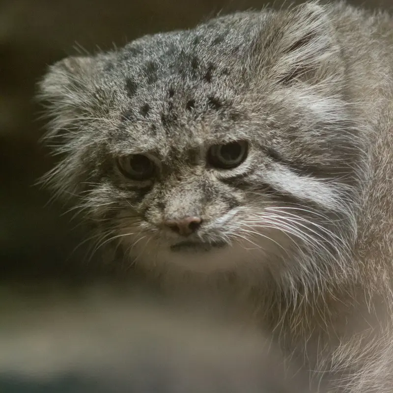 A photograph of Klyon in Ueno Zoological Gardens