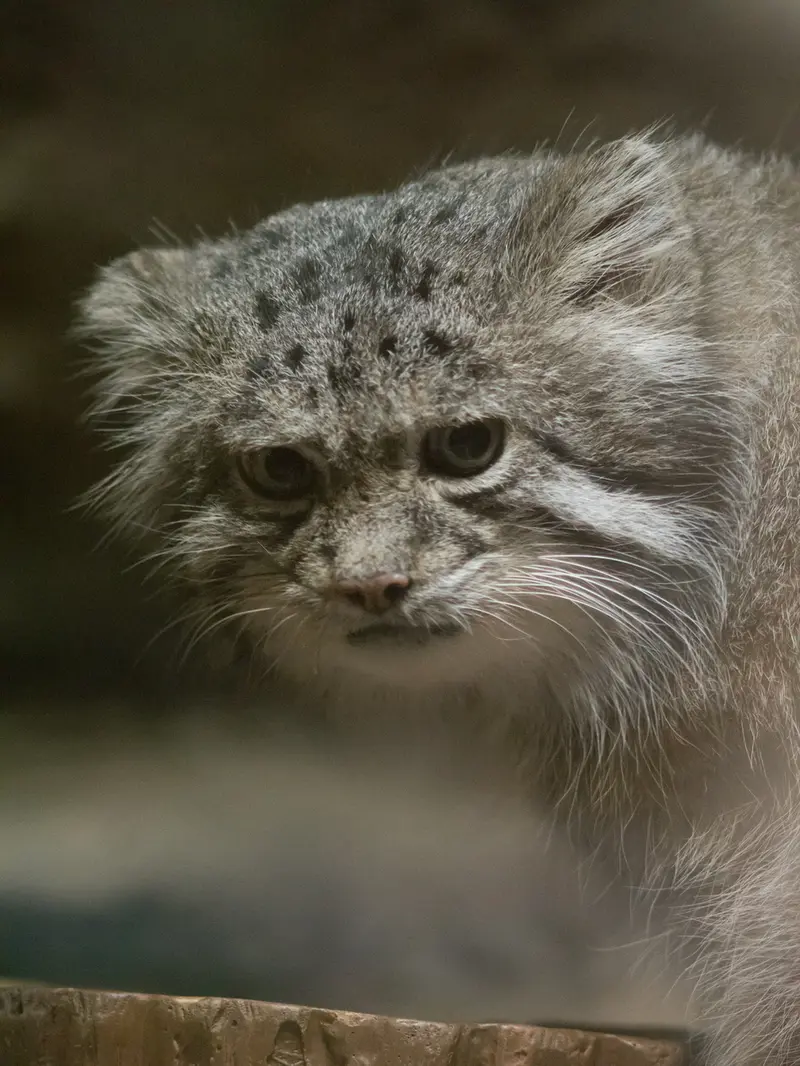 A photograph of Klyon in Ueno Zoological Gardens