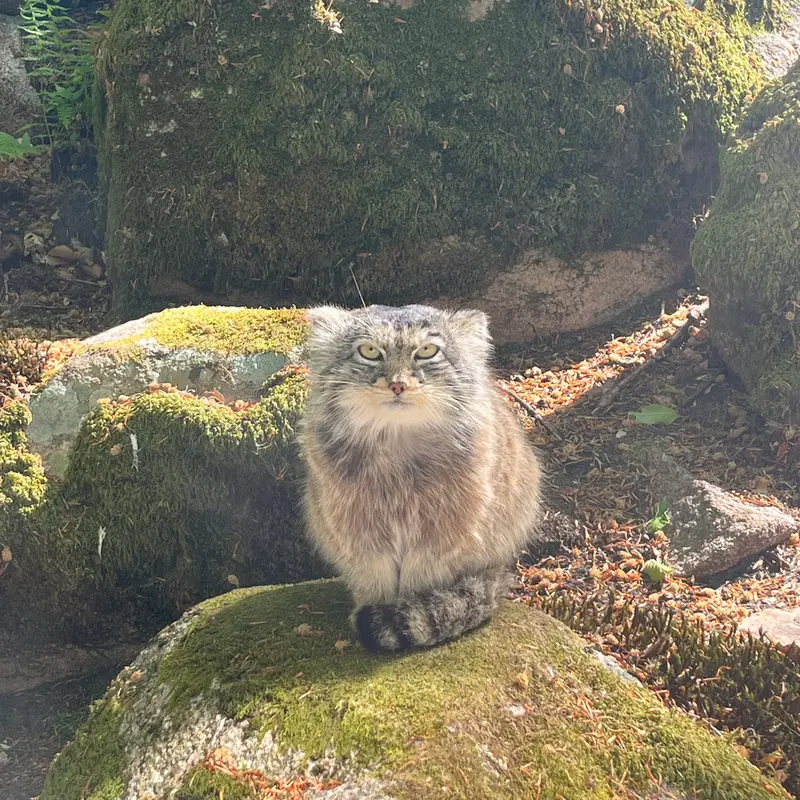 A photograph of Qatti-Matti in Nordens Ark
