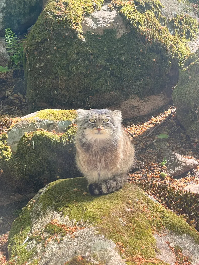 A photograph of Qatti-Matti in Nordens Ark