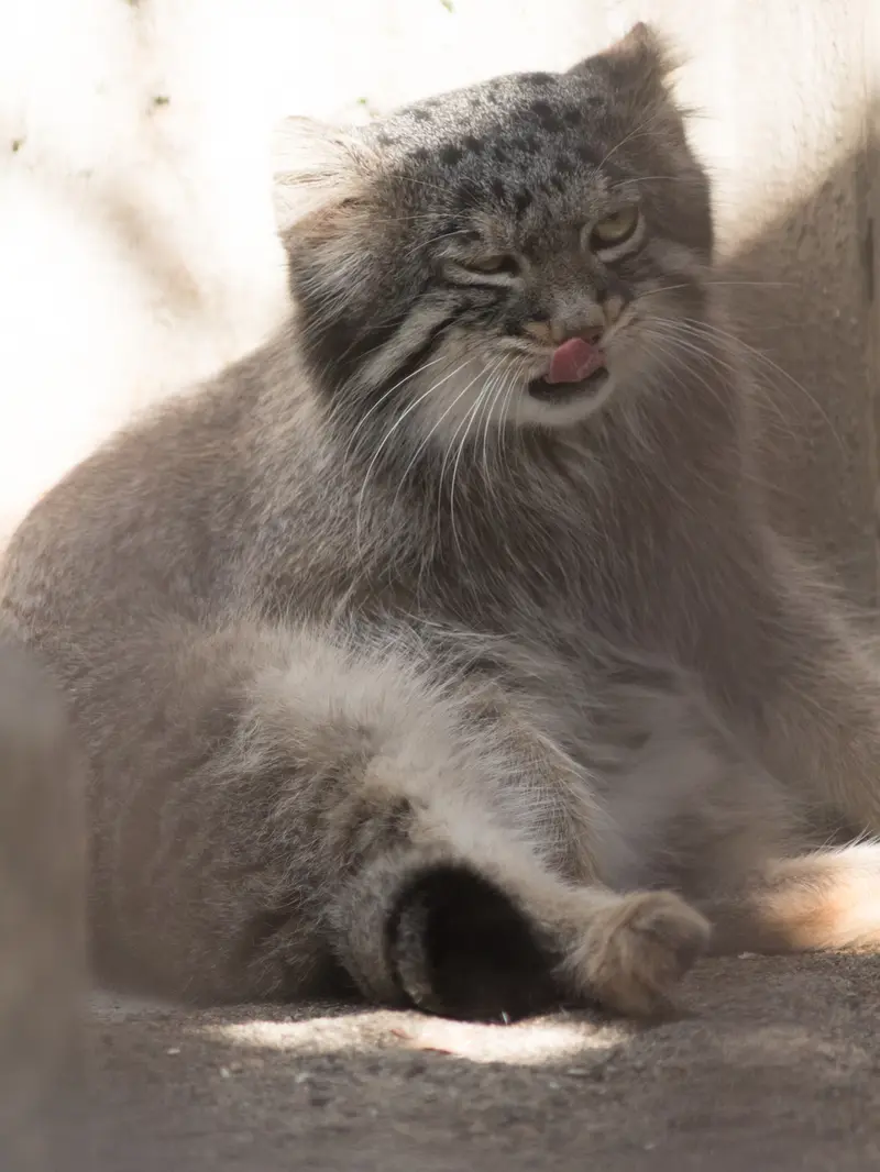 A photograph of Figa in Nogeyama Zoo