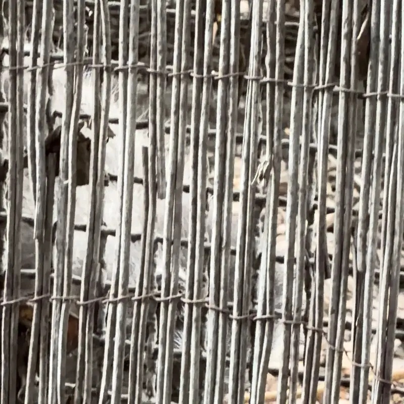 A photograph of a Pallas's cat in Budapest Zoo & Botanical Garden