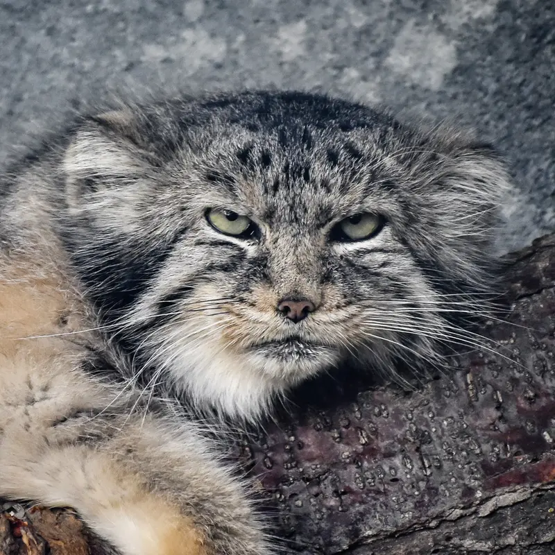 Paval the Pallas's cat from Columbus Zoo and Aquarium