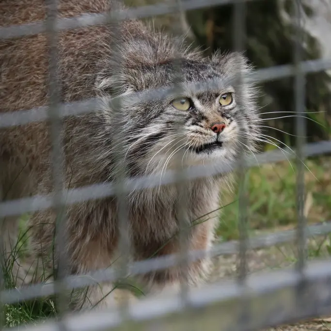 A photograph of Aldan in Zie-Zoo