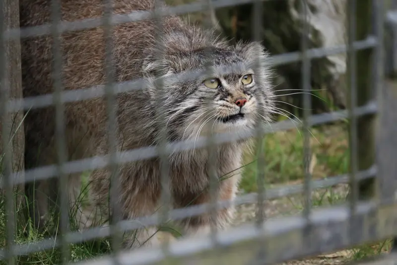 A photograph of Aldan in Zie-Zoo