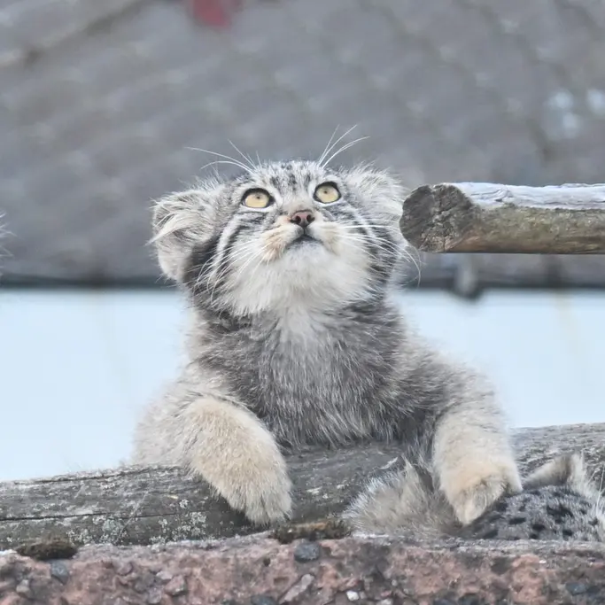 A photograph of Sten in Korkeasaari Zoo