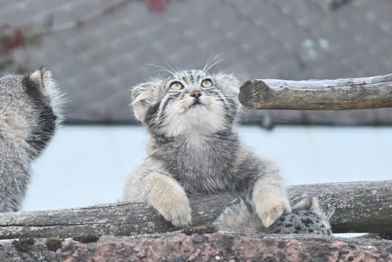 A photograph of Sten in Korkeasaari Zoo