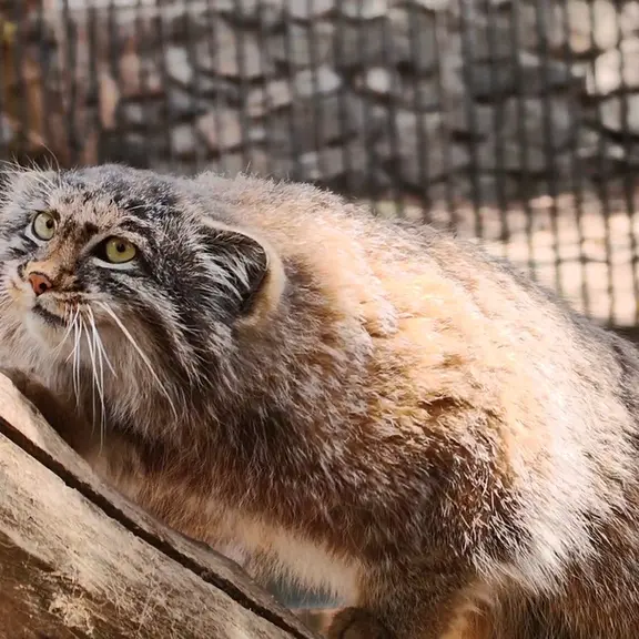 A photograph of a Pallas's cat in Novosibirsk Zoo