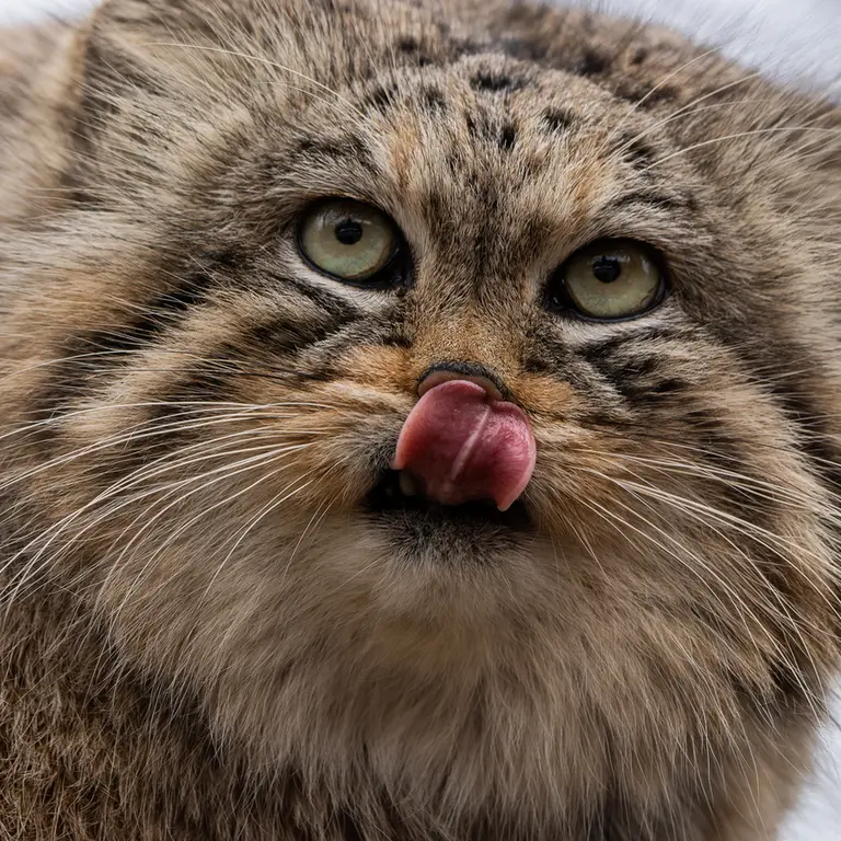 A photograph of Manu in Brno Zoo