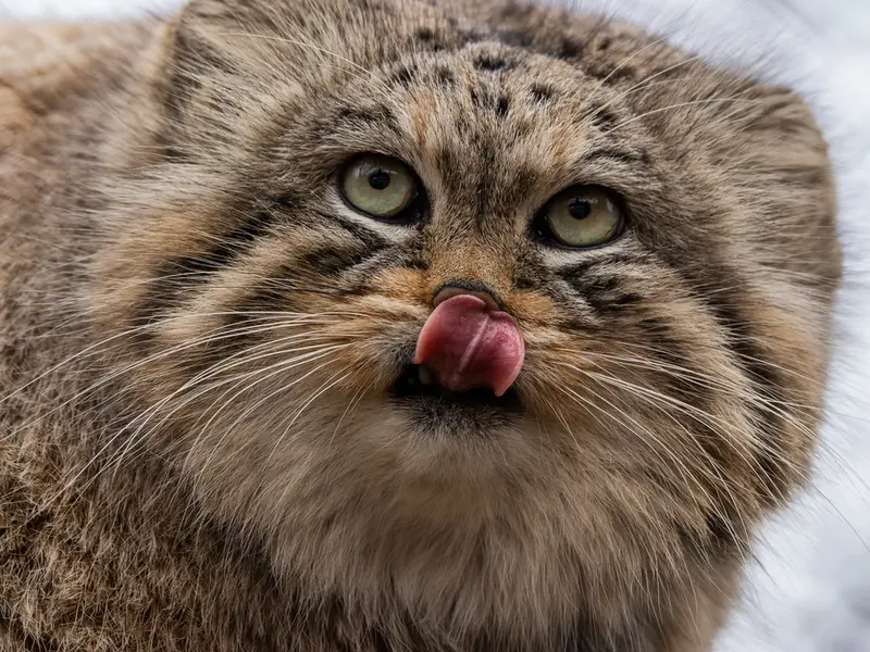 A photograph of Manu in Brno Zoo
