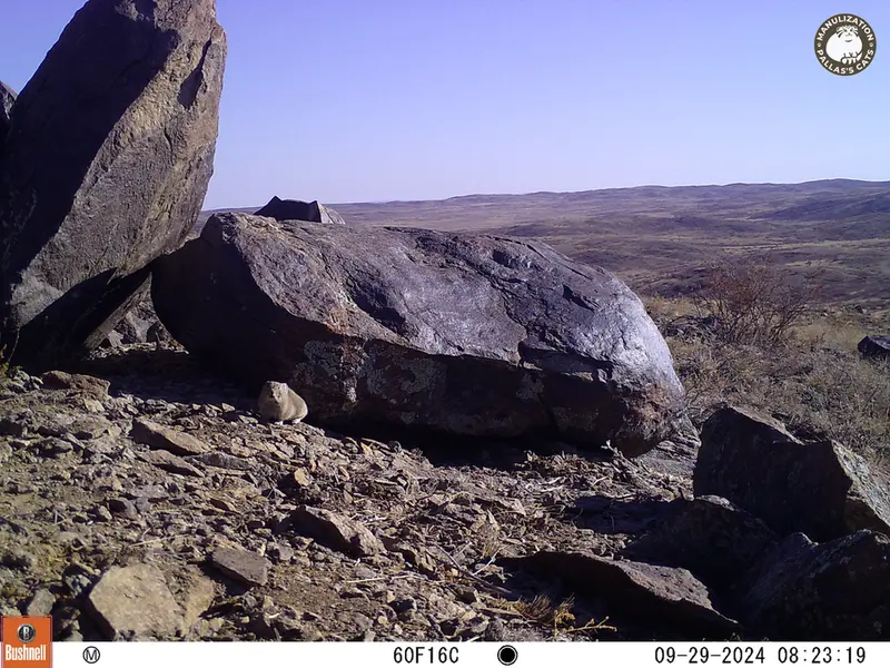 A photograph of Kazakh pika from Koshkar camera trap
