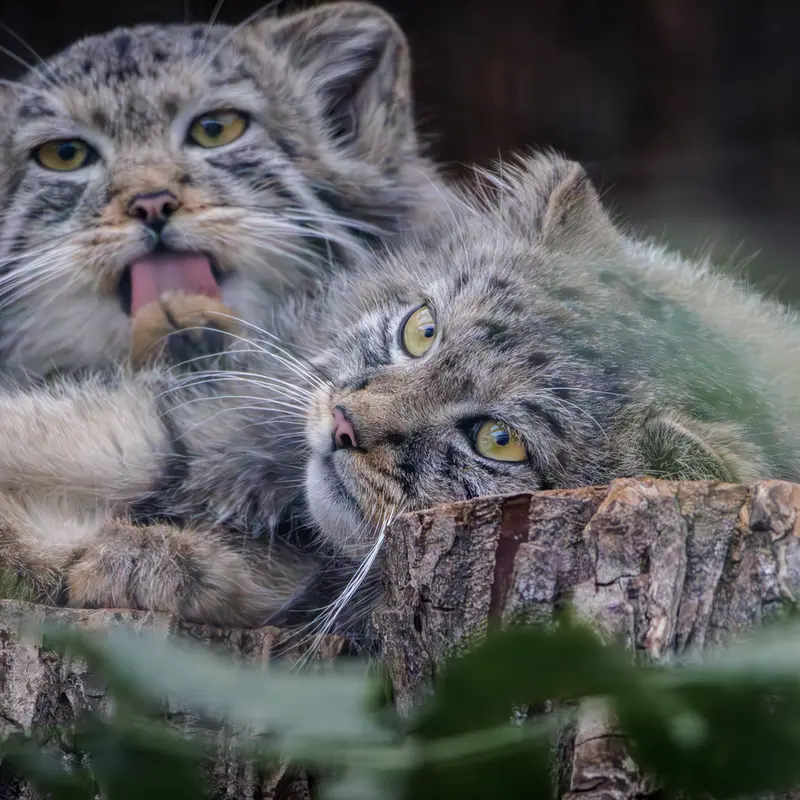 A photograph of a Pallas's cat in Leningrad zoo
