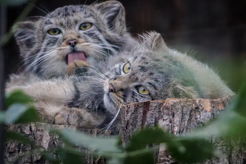 A photograph of a Pallas's cat in Leningrad zoo