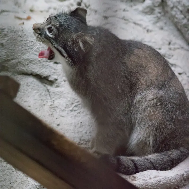 A photograph of Figa in Nogeyama Zoo