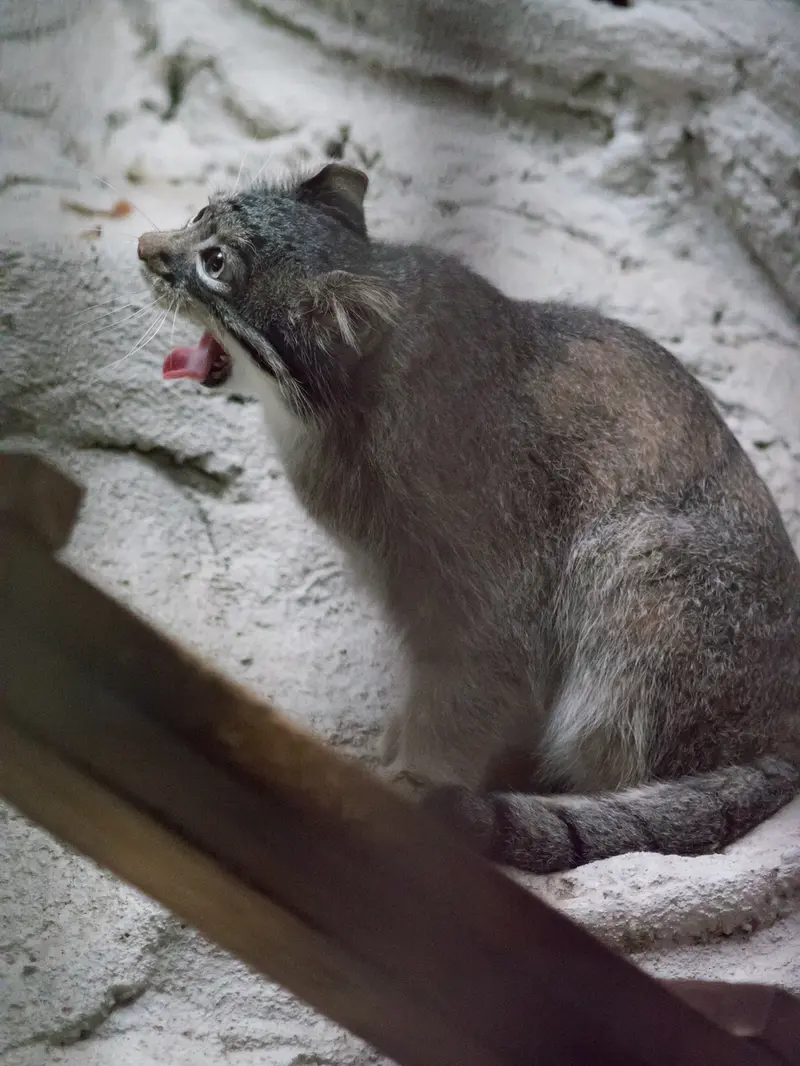 A photograph of Figa in Nogeyama Zoo