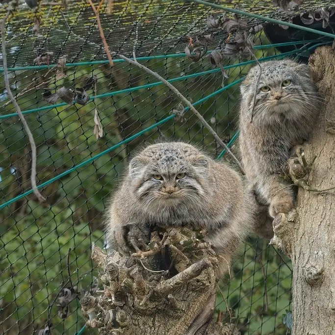 A photograph of Buchta and Rosalie in Spaycific'Zoo