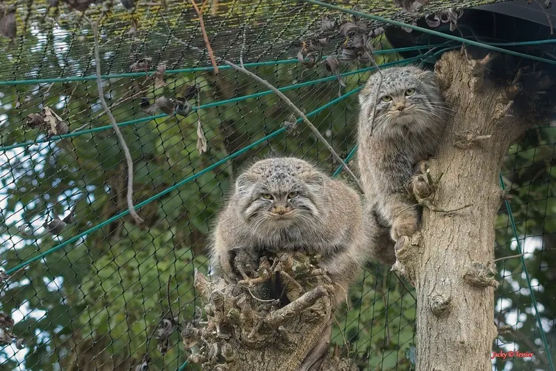 A photograph of Buchta and Rosalie in Spaycific'Zoo