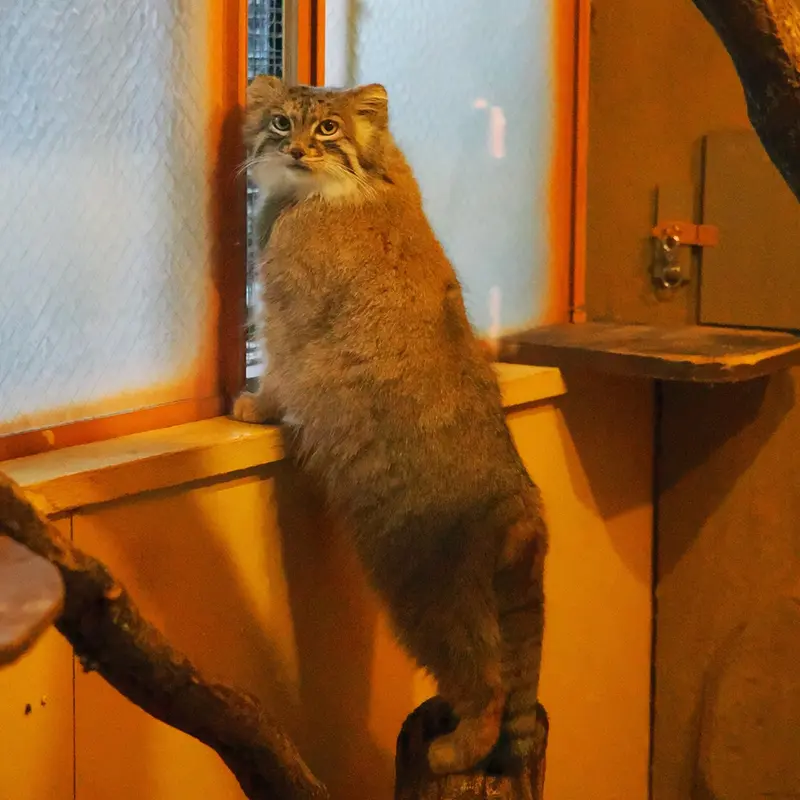 A photograph of Oliva in Saitama Children's Zoo