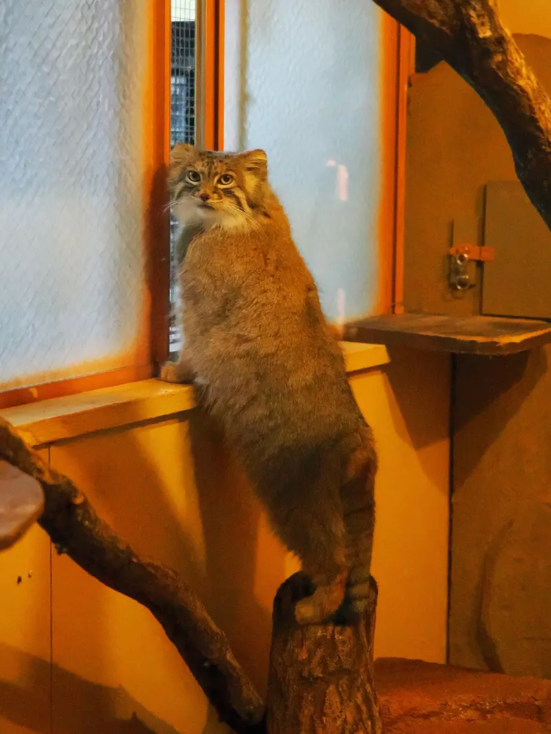 A photograph of Oliva in Saitama Children's Zoo