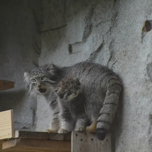 A photograph of Darlay in Moscow zoo