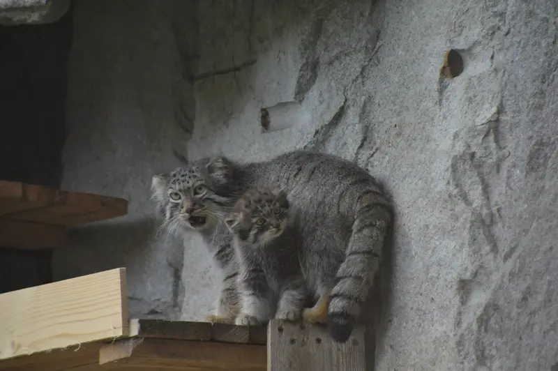 A photograph of Varvara and Darlay in Moscow zoo