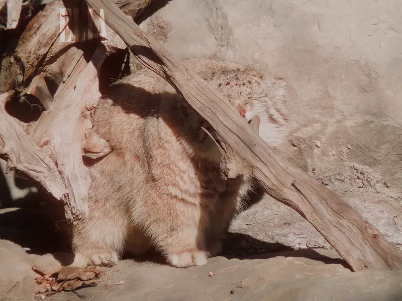 A photograph of Olaf in Calgary Zoo / Wilder Institute