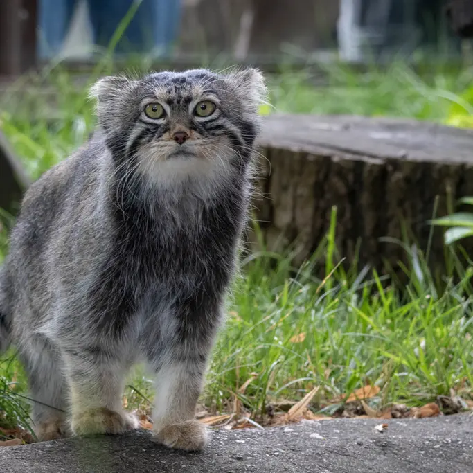 A photograph of Timofey in Moscow zoo