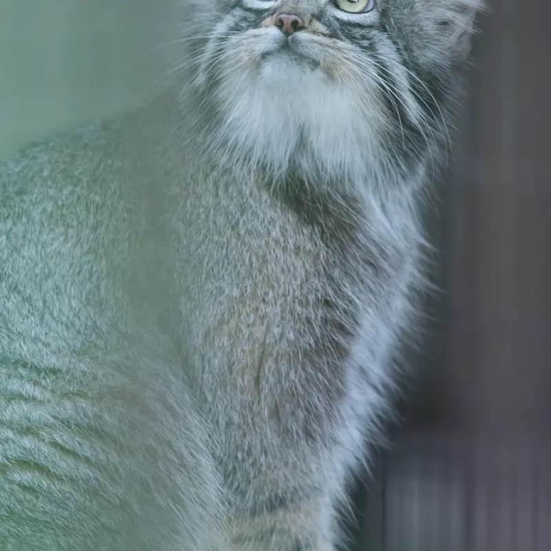 A photograph of Figa in Nogeyama Zoo