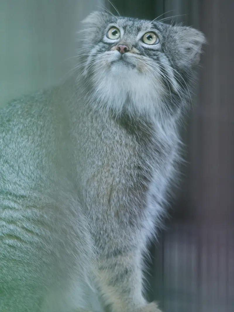 A photograph of Figa in Nogeyama Zoo