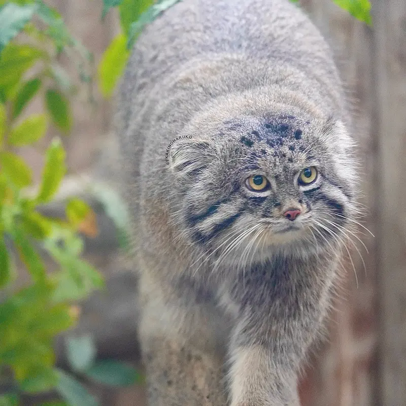 A photograph of Nar in Kobe Animal Kingdom