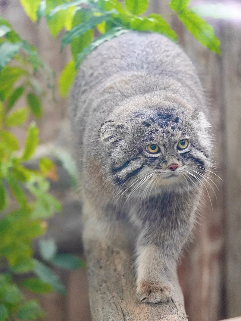 A photograph of Nar in Kobe Animal Kingdom