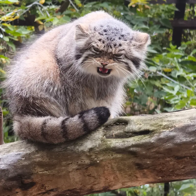 A photograph of Eve in Novosibirsk Zoo