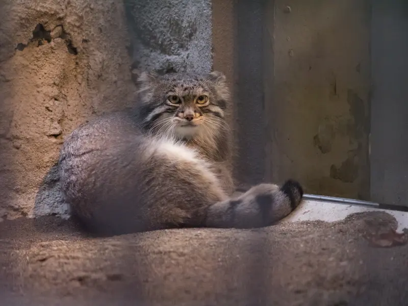 A photograph of Figa in Nogeyama Zoo