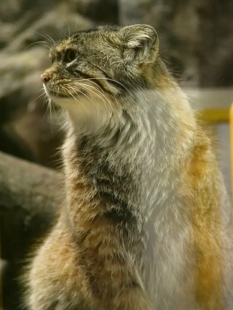 A photograph of Primula in Ueno Zoological Gardens