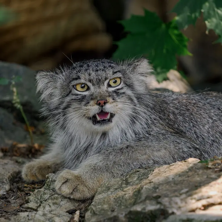 A photograph of Ariunaa in Brno Zoo