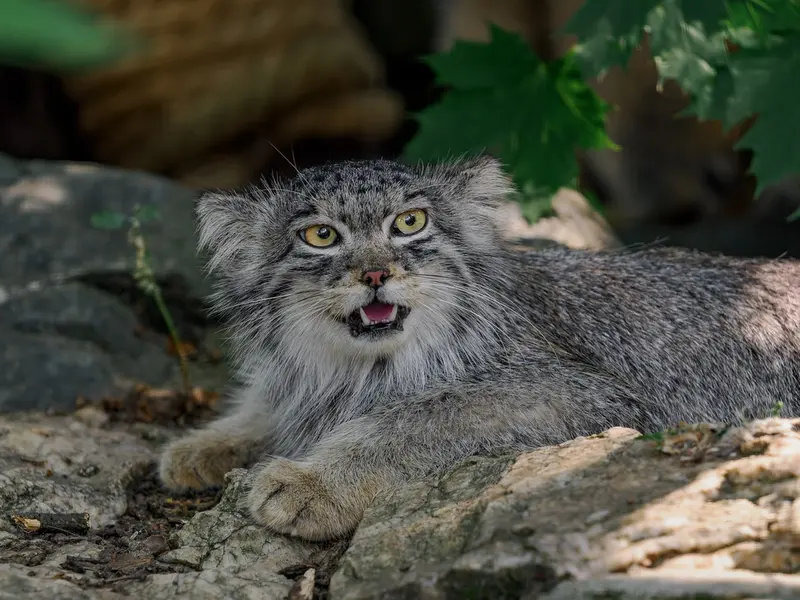 A photograph of Ariunaa in Brno Zoo